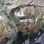 A favorite goose nesting site at one of the 4 ponds on Sievert’s property.